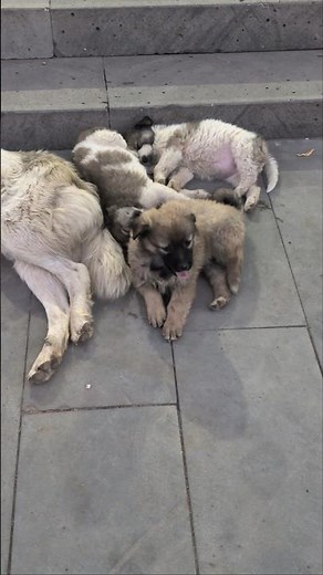 How Cute Are These Dogs?