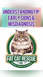 1.3K views · 15 reactions | FIP is often misdiagnosed. Symptoms...