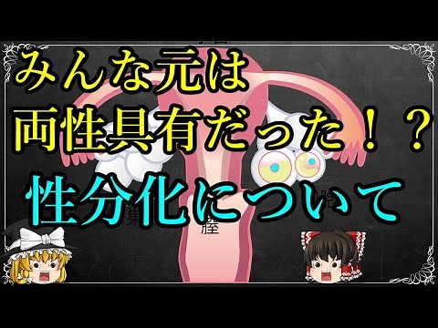【ゆっくり解説】みんな実は両性具有だった！？性分化について【生物学】