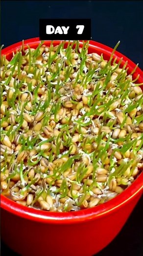 🌾40 Days in 27 Seconds | The Magical Growth of a Wheat Plant🌱| Amazing Nature Time-Lapse#satisfying