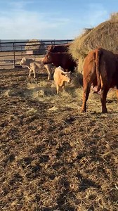 Just wow! Look at this set of buckskin/mellow yellow calves/pairs up for grabs outta Lindskov’s LT Landmark! Records will fall at the bred female sale Monday at world famous Faith Livestock! Buy these incredible genetics at www.cattleusa.com!! | Hot Barn Report