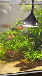 6.1K views · 21 reactions | Look at that field of mini trident fern though  #maintenance #trident #fern #dakuaquatics #fishkeeping #aquarium #aquariumhobby #fish #aquascape #freshwateraquarium #aquariumfish #plantedtank #aquariums #tropicalfish #fishkeeper #aquascaping #aquariumlife #plantedaquarium #nanofish #aquariumsofinstagram #freshwaterfish #freshwatertank #aquascaper #natureaquarium #freshwater #fishofinstagram #nature #nanotank #fishroom | Daku Aquatics | Facebook