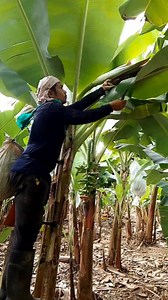 Take it slowly when picking it,so the banana stalk won't break #tips #banana | Zacjian Vlog