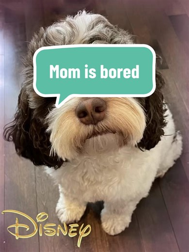 #dogbreeds #cockapoo ##cockapoosoftiktoks #calgarydogs