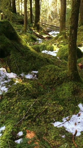 The Peaceful Mossy Forest Trail | Washington State | Taylor River #nature #forest #moss