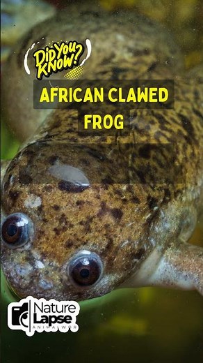The Hidden Secret of African Clawed Frog Tadpoles!