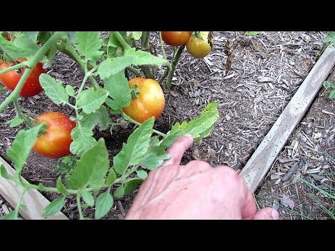 15 Tomato Tips for a Successful Tomato Garden: From Container Mix to Epsom Salt & A Bonus Tip
