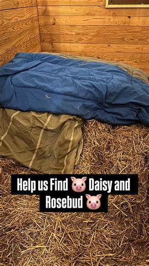 13 reactions · 9 comments | I regret to inform you that Daisy and Rosebud have once again mastered the ancient art of blanket camouflage.  If found, please return snacks immediately. — The Pigs Who Are Definitely Still Here #potbellypig #sanctuarylife #pigsofInstagram #rescuepigs #animalssanctuary | Respect Animal Sanctuary | Facebook