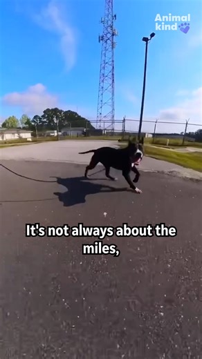 44K views · 681 reactions | Watch this Marine help shelter dogs find their forever homes, one pawstep at a time.  #animalkind | Humankind | Facebook