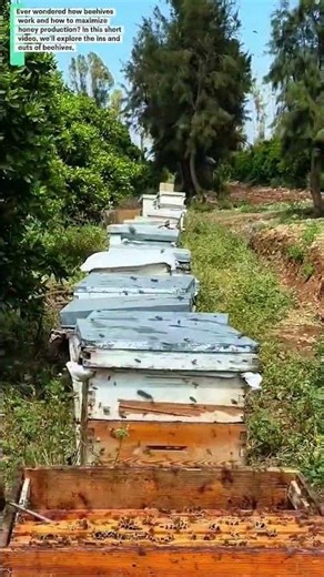 Unlocking the Secrets of Beehive Productivity: A Beekeeper's Guide