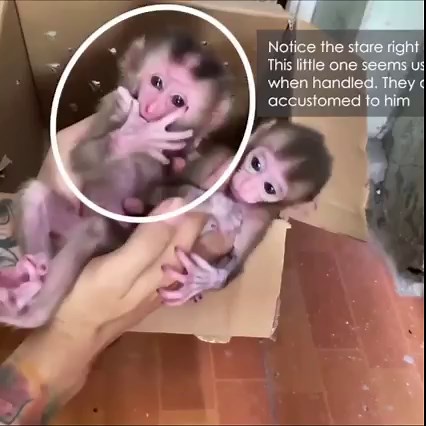 8.1K views · 187 reactions | Unpacking the 'Unboxing Baby Monkeys' scam. #AnimalHome | Animal Home | Facebook