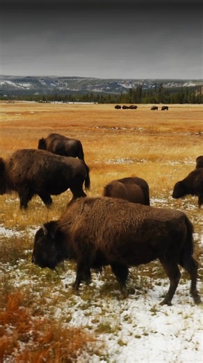 1.4K reactions · 45 shares | Bison aren’t just grazers - they’re ecosystem architects. 怜 Their wallows turn into mini wetlands, helping birds, frogs & more thrive. Comment below if you love Bison and read more conservation stories over on our website!  bit.ly/4lcZBI4 #WildlifeConservation #BisonStrong #EcosystemEngineers #Bison | Conservation Frontlines | Facebook