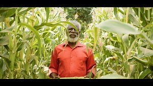 1.1K views · 203 reactions | A tribute to our local farmers who make the golden BigTree Cornflakes possible. Today, we celebrate the incredible farmers who feed our great nation - Happy Farmer’s Day! | BigTree Brands | Facebook