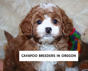 4 Best Cavapoo Breeders in Oregon! - We Love Doodles