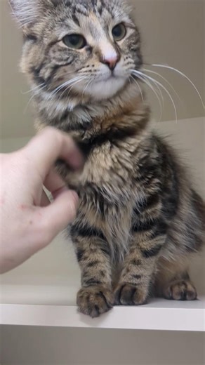 incantation for summoning a floof