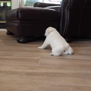 I don’t know what was cuter, the tail wag or a the little puppy stomps 🐾🐶❤️ | Life With Labradors