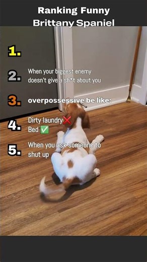 Ranking Funny Brittany Spaniel
