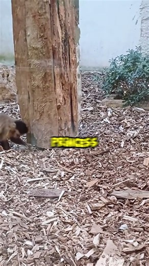 22K views · 475 reactions | A girlfriend? Nah. Talking frog? Now THAT’S a feature.  #EngineerHumor #TalkingFrog #FairyTaleWithWifi | Quick Line Comedy | Facebook