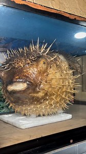 296K views · 3.1K reactions | Porcupine fish dito sa pasil cebu | Nonong | Facebook