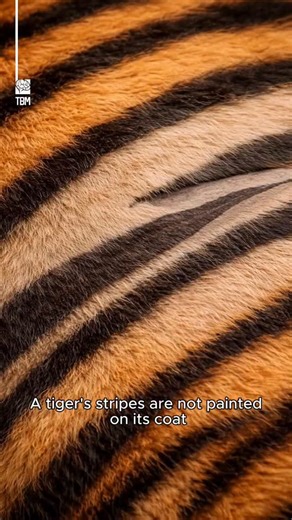 TheBrainMaze on Instagram: "Tigers Have Stripes on Their Skin - Are tiger stripes just camouflage, or something deeper, why do they stay even when fur is shaved and how are they written into the skin before birth?"