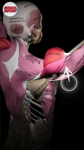 FRACTIONAL SETS 🤯