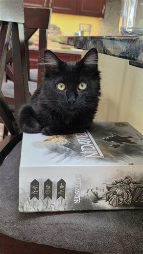 Introducing......Rune! #animals #cats #kitten #pets