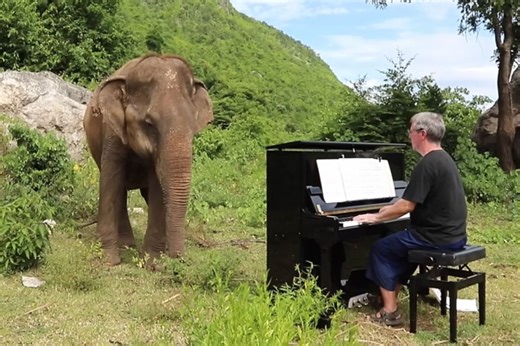 Here's how a gentle, blind old elephant reacts to Bach's music | Classical Music