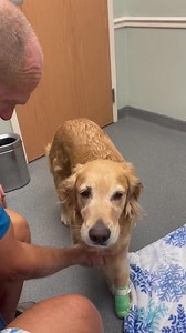 2.9K views · 41 reactions | Joshua's House for Golden Retriever Rescue & Sanctuary Inc on Reels | Facebook