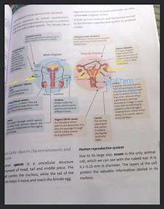 (ap a ^{O} OCTION IN HUMAN BEINGS reproduce by sexual reproduct... | Filo