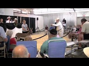 miniature donkey auction sale