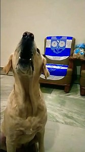 Lipoma in Dogs: Fine Needle Aspiration by a Veterinarian