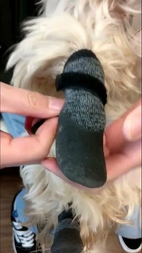 How to put on our Rubber Dipped Socks on a dog's paw