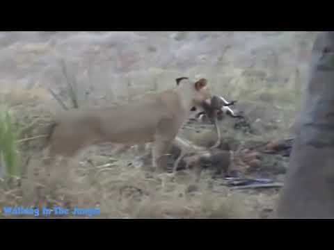 Lion vs Baboon - Real Fight Monkey vs Lion - Exclusive