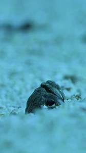 Peek a boo! There’s something swaying as it pokes out from the sandy sea floor, and it isn’t algae or the mighty seagrasses. Garden eels emerge from their burrows by the hundreds, slowly and cautiously– prepared to retreat into their tunnels at any hint of danger. But they don’t have to worry about re-digging their burrow for a quick escape. It won’t collapse behind them as they ascend into the water column because the slippery critters secrete a mucus that helps the sand around them stay put, p
