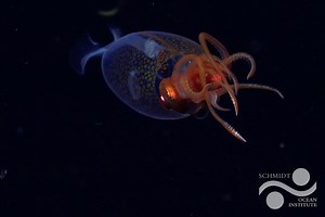 Once Thought Mythical, Colossal Squid Spotted Alive for the First Time