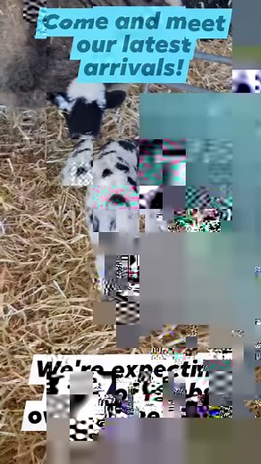 48K views · 1.3K reactions | She's certainly a playful little lady! Our newest Mediterranean Miniature Donkey has been out and about making friends with Farmer Darrell. Don't forget to follow us at Cannon Hall Farm for all the latest animal updates! | Cannon Hall Farm | Facebook