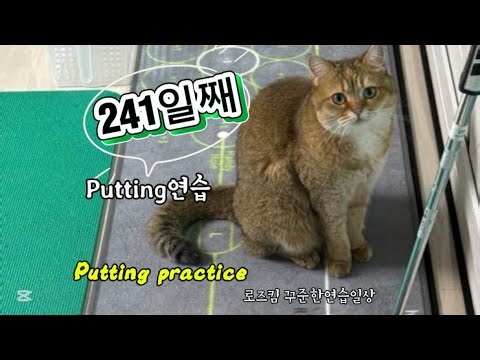 🐈 퍼팅 241일째 로즈킴의 실내 퍼팅 연습 Live 꾸준한 반복연습 steady repetitive practice