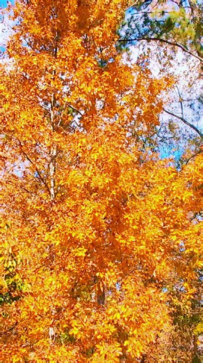 , ##fallaesthetic #fallfallcm #gafallvibes2025#fallviews #falltastic