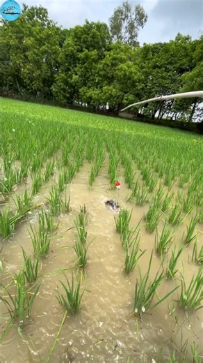 Unbelievable Hook fishing technique paddy field #hookfishing #paddyfieldfishing #shorts #youtube