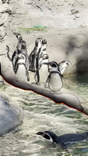 🐧 Penguin Swimming in the Wild 🌊 | So Peaceful!
