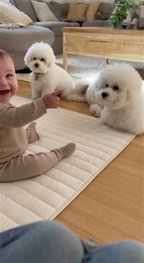 Cute Baby and Dog – Story 144 | Cutest Shootout Ever: Baby vs Bichon Squad 🐶💖