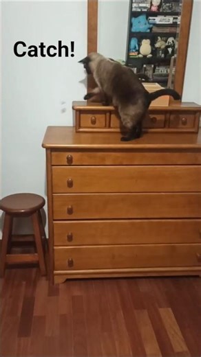 Siamese Throws Ball For Brother To Play!🏐🐈