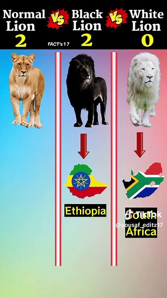 Lion Color Comparison: Normal vs Black vs White