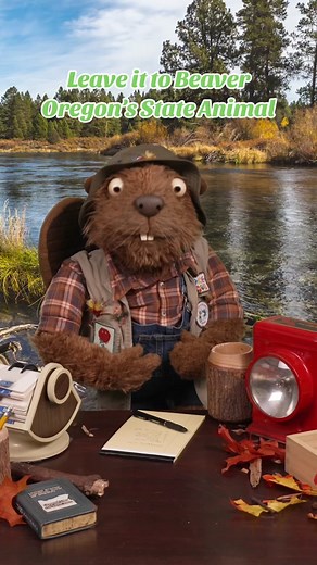 How did the beaver become Oregon’s state animal? Settle in for a short history lesson from SustainaBill. #TravelOregon #Beavers #Puppet #PNW #Ecology