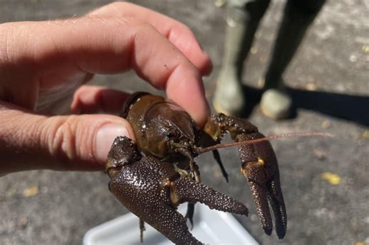 Native crayfish population in county survives following deaths