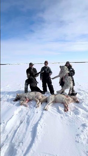 Wolf Hunt Northwest Territories Barrenlands With ‪@Canadianwildlifeadventures‬