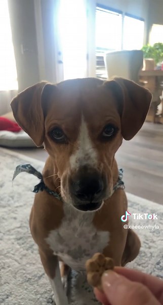 Whispering Dog Training: Rewarding Silent Commands