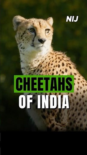 Cheetahs are back! India's historic conservation success | Project Cheetah