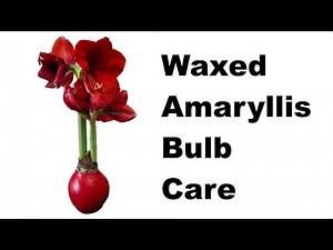 Waxed Amaryllis Bulb Care