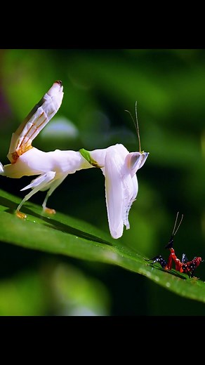 Transformation of Orchid Mantis Hatchlings: A Fight for Survival
